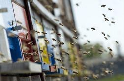 Neugodne vremenske razmere kažejo na vnovič slabšo čebelarsko letino
