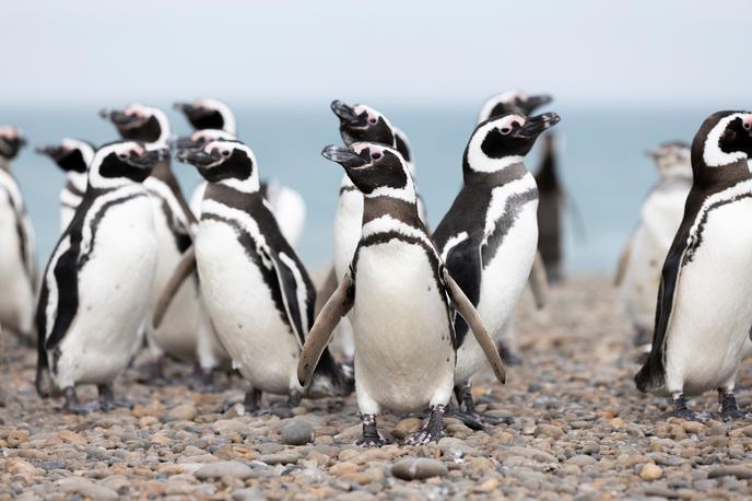 Magellanovi pingvini | Magellanovi pingvini gnezdijo na jugu Antarktike, pozimi pa se v iskanju hrane in toplejših voda selijo na sever ter prispejo celo do obal brazilske zvezne države Espirito Santo. | Foto Shutterstock