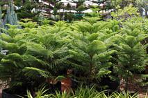 sobna smreka (Araucaria heterophylla)