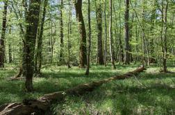 Ohranjanje naravne biotske raznovrstnosti in varstvo narave sta integralni del gospodarjenja z gozdovi