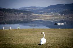 Pri pticah v Sloveniji se je pojavila nova oblika ptičje gripe