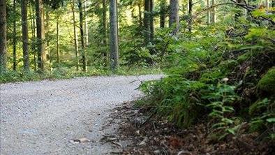 Gozdne ceste in lastna odgovornost