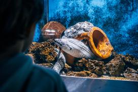 McDonald's, Akvarij Piran