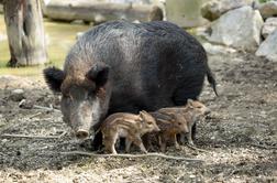 V Novi Beograd zašlo krdelo divjih svinj