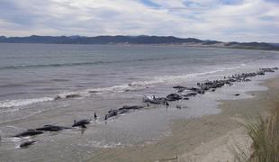 Skoraj 200 nasedlih kitov, 50 jih je poginilo