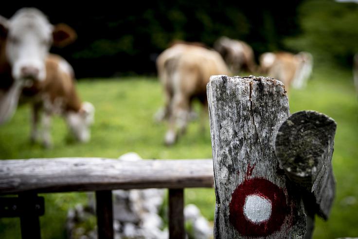 Menina planina | Foto: Ana Kovač