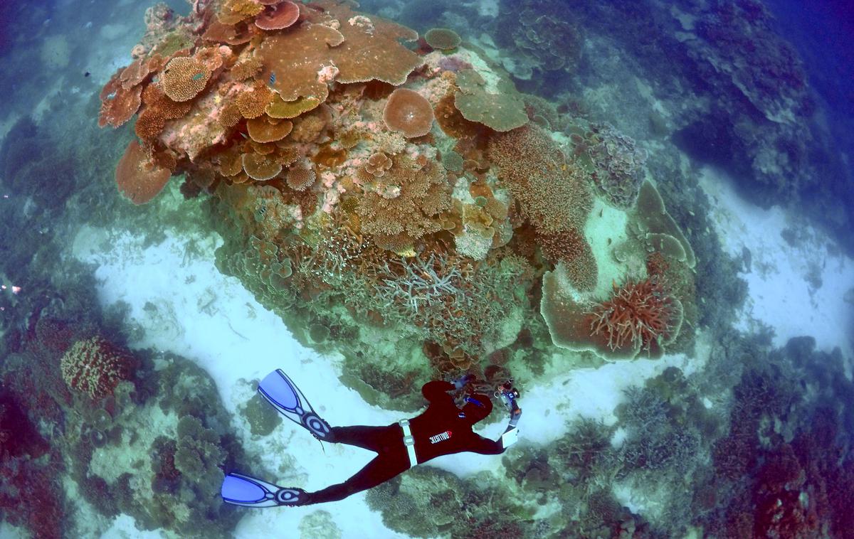 koralni greben | Foto Reuters