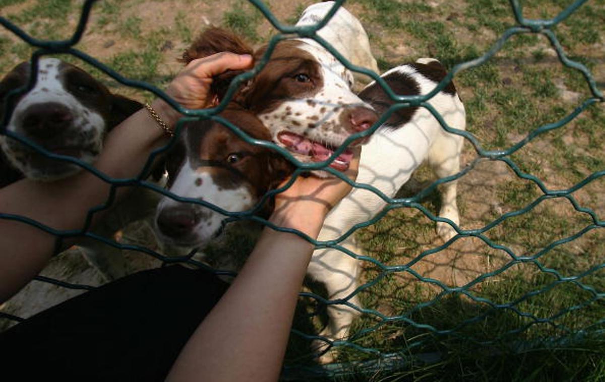 Pes | Slovenski veterinarji skupaj s svojimi kolegi iz EU opozarjajo na problem tihotapljenja psov. | Foto Getty Images