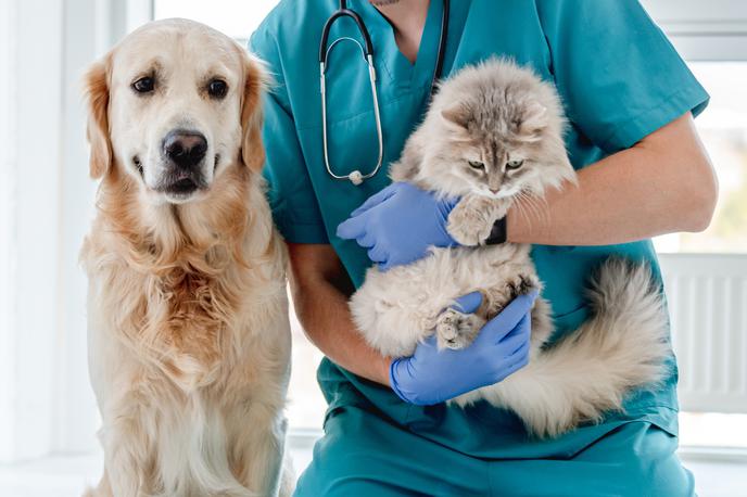 veterinar | Foto Shutterstock