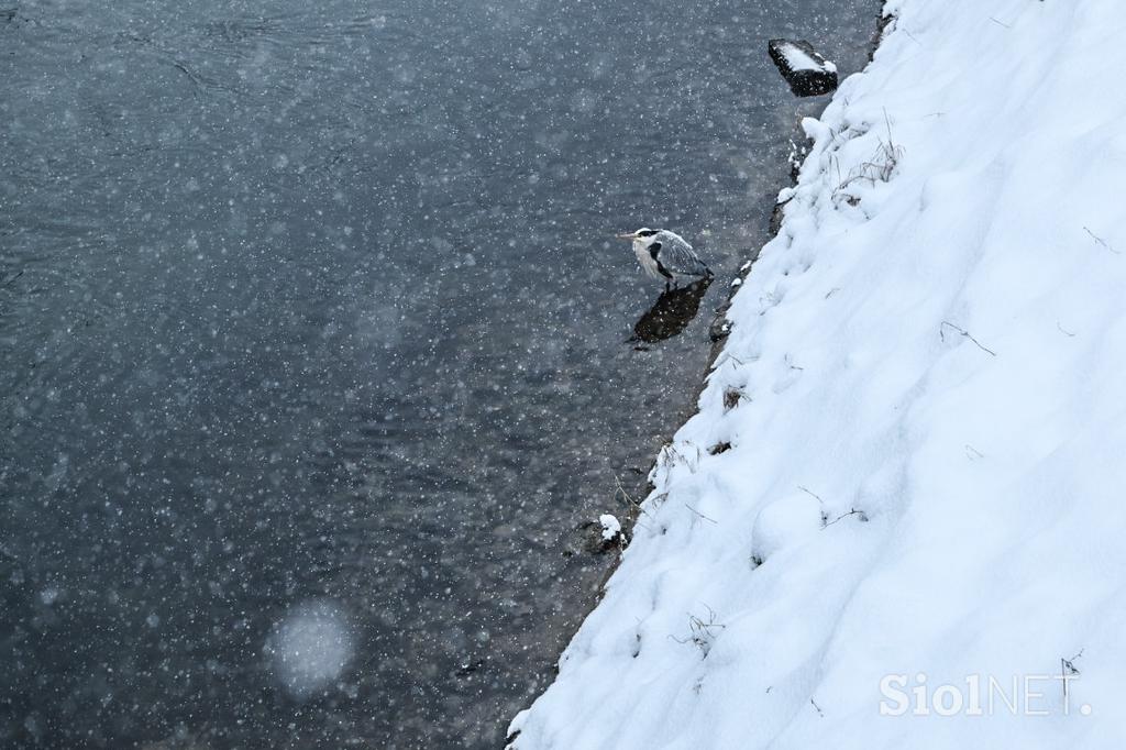 Sneg v Ljubljani