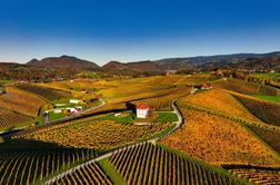 Vina za martinovo mizo: okusi, ki povežejo jed, družbo in praznik
