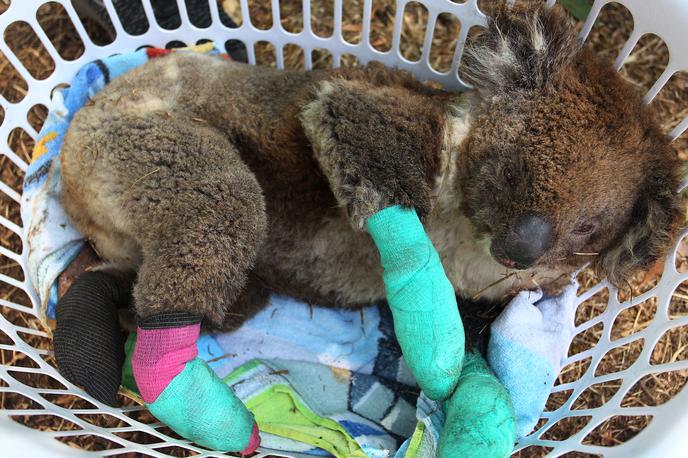 koala | Spomnimo: v uničujočih požarih, ki že nekaj tednov besnijo po Avstraliji, je po ocenah okoljevarstvenikov umrla več kot milijarda živali. Med njimi je bilo tudi precej koal. | Foto Getty Images