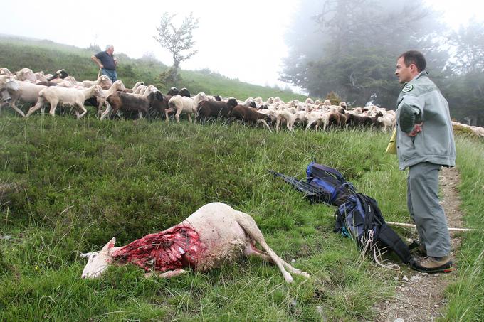 Medtem ko bodo Španci kmalu uvozili slovenskega medveda, se na drugi strani Pirenejev pobudniki srečujejo z ostrim nasprotovanjem kmetov. "Na francoski strani Pirenejev imajo kmetje nekaj sto tisoč ovac in se seveda bojijo za svoje črede, zato je tak poseg težje narediti," pojasnjuje Marko Jonozovič z zavoda za gozdove.  | Foto: Reuters