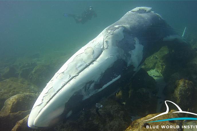 Poginuli veliki kit na Lošinju | Foto plavi-svijet.org