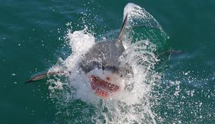 Čudež med valovi: deskar preživel napad belega morskega psa #video