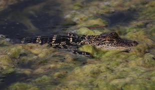 V teku pred policijo ga je ustavil aligator