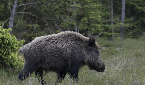 V Podutiku posneli čredo divjih svinj #video