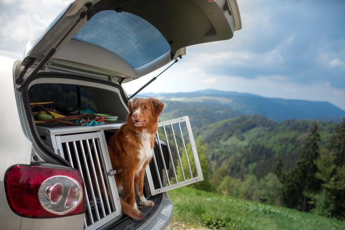Med daljšo vožnjo naredite več postankov in poskrbite tudi za hidracijo vašega hišnega ljubljenčka. | Foto: Shutterstock