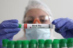Deklica umrla zaradi ptičje gripe. WHO: Širjenje na sesalce zahteva pozornost.