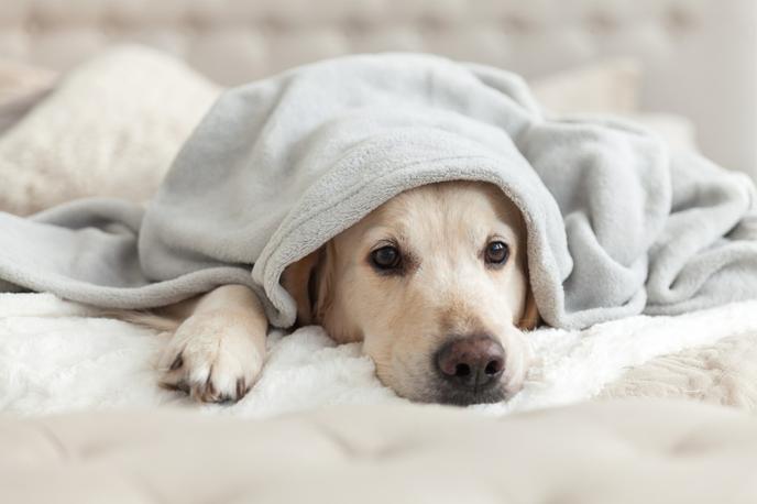 pes kuža hišni ljubljenček | Foto Shutterstock