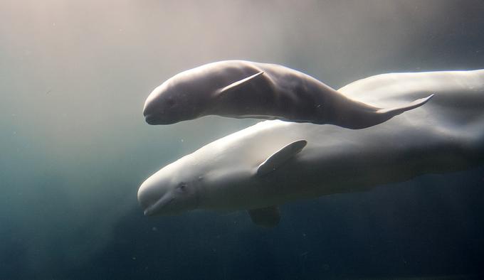 Beluga je zaradi specifične oblike dobil ime po morskem sesalcu, saj močno spominja na arktičnega belega kita. | Foto: Reuters
