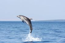 Delfini, Lošinj