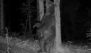 Nočna kamera ujela zanimivo početje največje zveri v Sloveniji #video