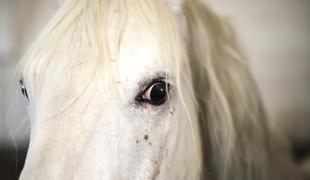 V Lipici zaradi zadušitve poginila dve leti stara kobila