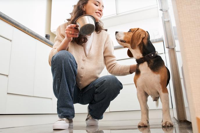 pes, hrana | Foto Shutterstock