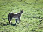 serval