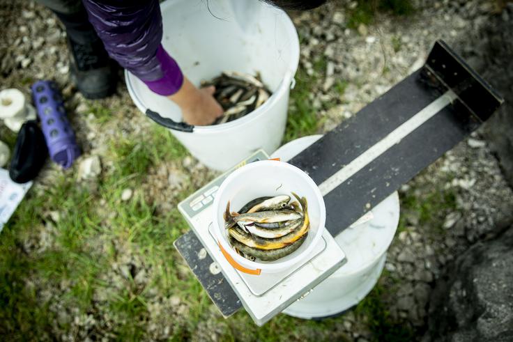 Vse ulovljene ribe stehtajo in podrobno analizirajo. | Foto: Ana Kovač