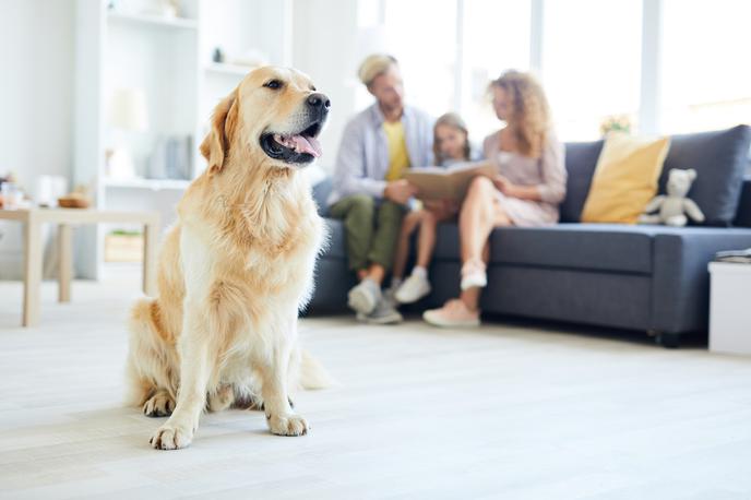 dnevna soba družina pes | Zaradi epidemioloških ukrepov moramo precej več svojega časa preživeti doma. | Foto Getty Images