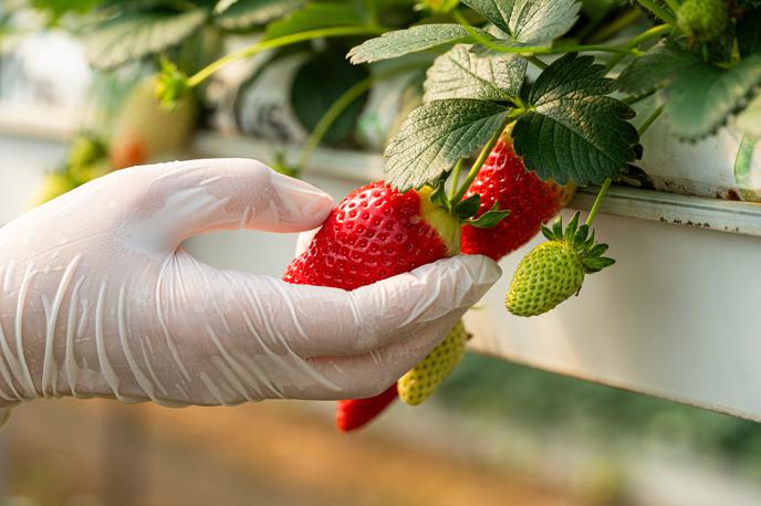 jagode | Foto Shutterstock
