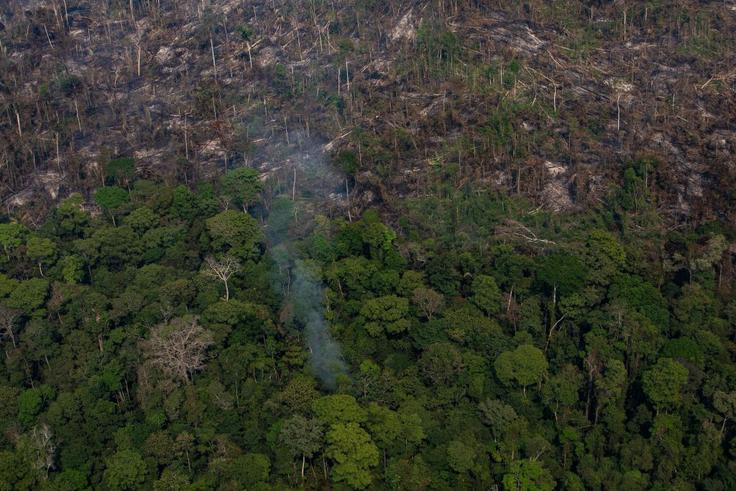 amazonski pragozd | Foto: Getty Images