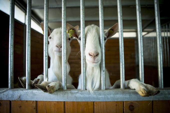 Koze so zvedave in rade požvečijo tudi kakšno Špelino obleko. | Foto: Ana Kovač