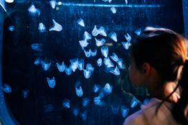 McDonald's, Akvarij Piran