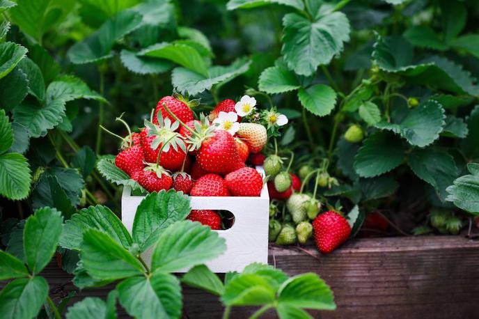 vrt, vrtnarjenje, jagode | V zamrznjenih jagodah s poreklom iz Grčije, ki jih distribuirajo Ljubljanske mlekarne, pa je uprava ugotovila preseženo vrednost pesticida propamokarb.  | Foto Shutterstock