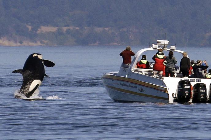 orka | Po mnenju znanstvenikov ni ničesar, kar bi kazalo na načrtno agresivno vedenje, četudi povzroči precejšnjo materialno škodo in pa seveda velik strah pri članih posadke. Fotografija je simbolična. | Foto Guliverimage