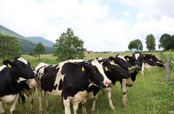 Za blagovno znamko ANTON se skriva slovenska agroživilska veriga, združena v Skupino Farme Ihan – kmalu Skupino ANTON