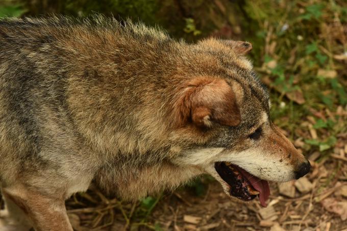 V Sloveniji je v splošnem plenska baza za volkove dobra, zato ne bi mogli reči, da bi bil razlog to, da bi bili lačni. | Foto: STA ,