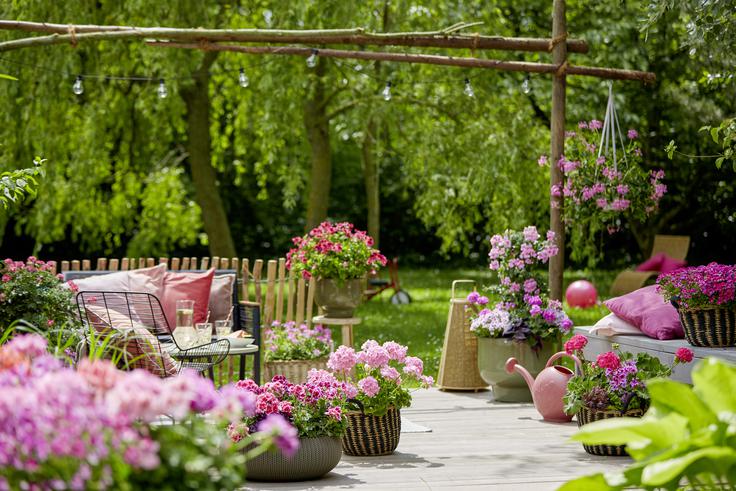pelargonije_grayling | Foto: Pelargonium for Europe