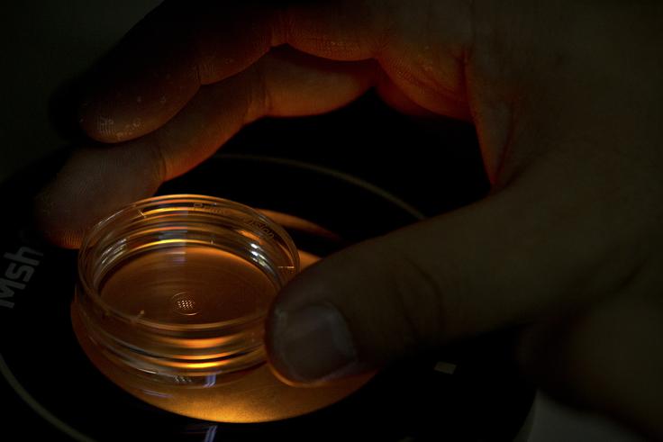 Na fotografiji z dne 9. oktobra 2018 vidimo embriologa, ki je bil del ekipe, ki je sodelovala z He Džiankujem. Mikrobiolog prilagaja mikroploščo z zarodki v laboratoriju v Šenženu v provinci Guandong na jugu Kitajske. | Foto: Guliverimage