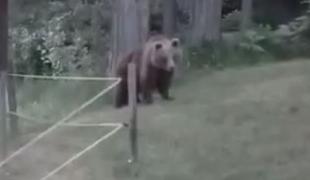 To je medvedka z mladičem, ki lomasti po Rakitni #video