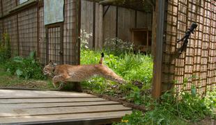 Tako je na svobodo zakorakal ris Boris #foto #video