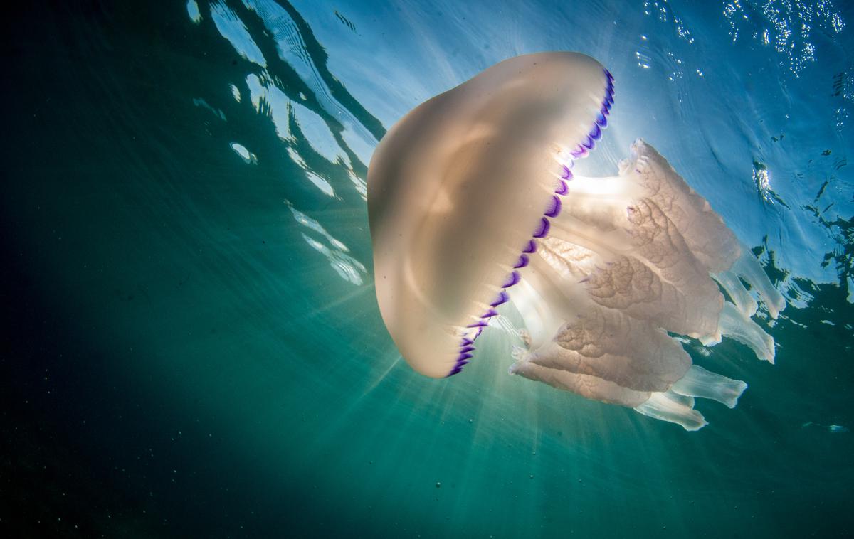 meduza | Njihovo sluz bi uporabili kot zadnjo fazo čiščenja vode. V projektu bodo preverili, na kakšne načine lahko uporabijo različne vrste meduz. | Foto Thinkstock