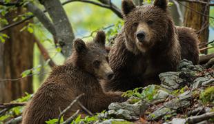 Največji odvzem medvedov do zdaj: zakaj jih mora umreti 200