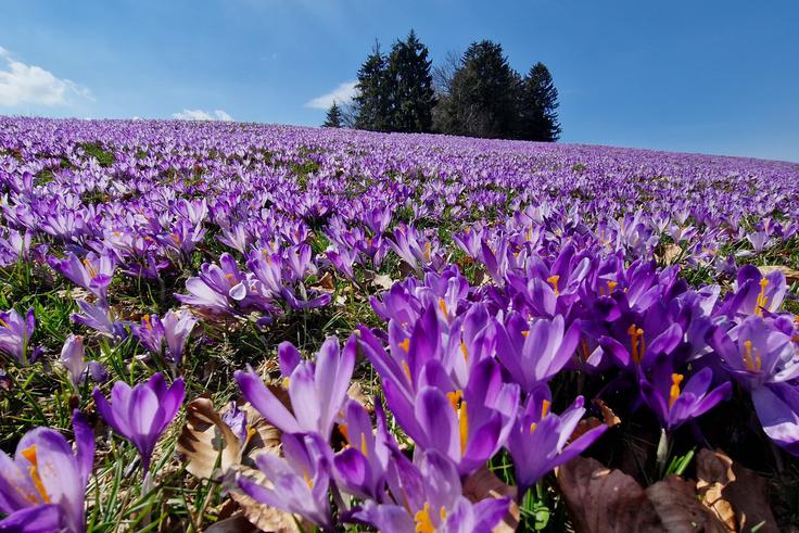 V naslednjih dneh bo priljubljen izlet med žafrane na Mrzli vrh. | Foto: Matej Podgoršek