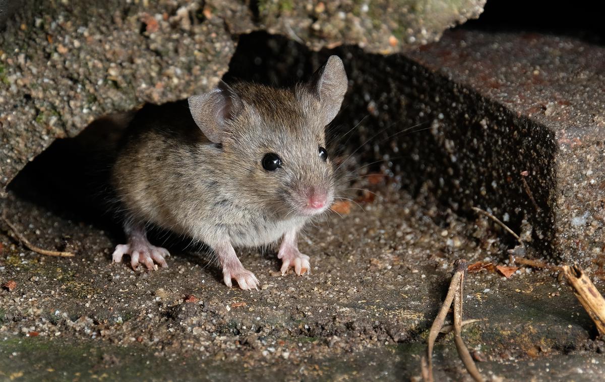 Miš. Miši. Mišja mrzlica | Foto Shutterstock