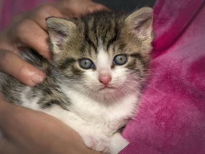 Neverjetno, kaj je preživel mali mucek: policisti so slišali glasno mijavkanje