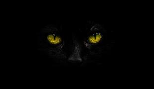 Kartel Črne mačke: nova zločinska združba, ki skrbi marsikoga